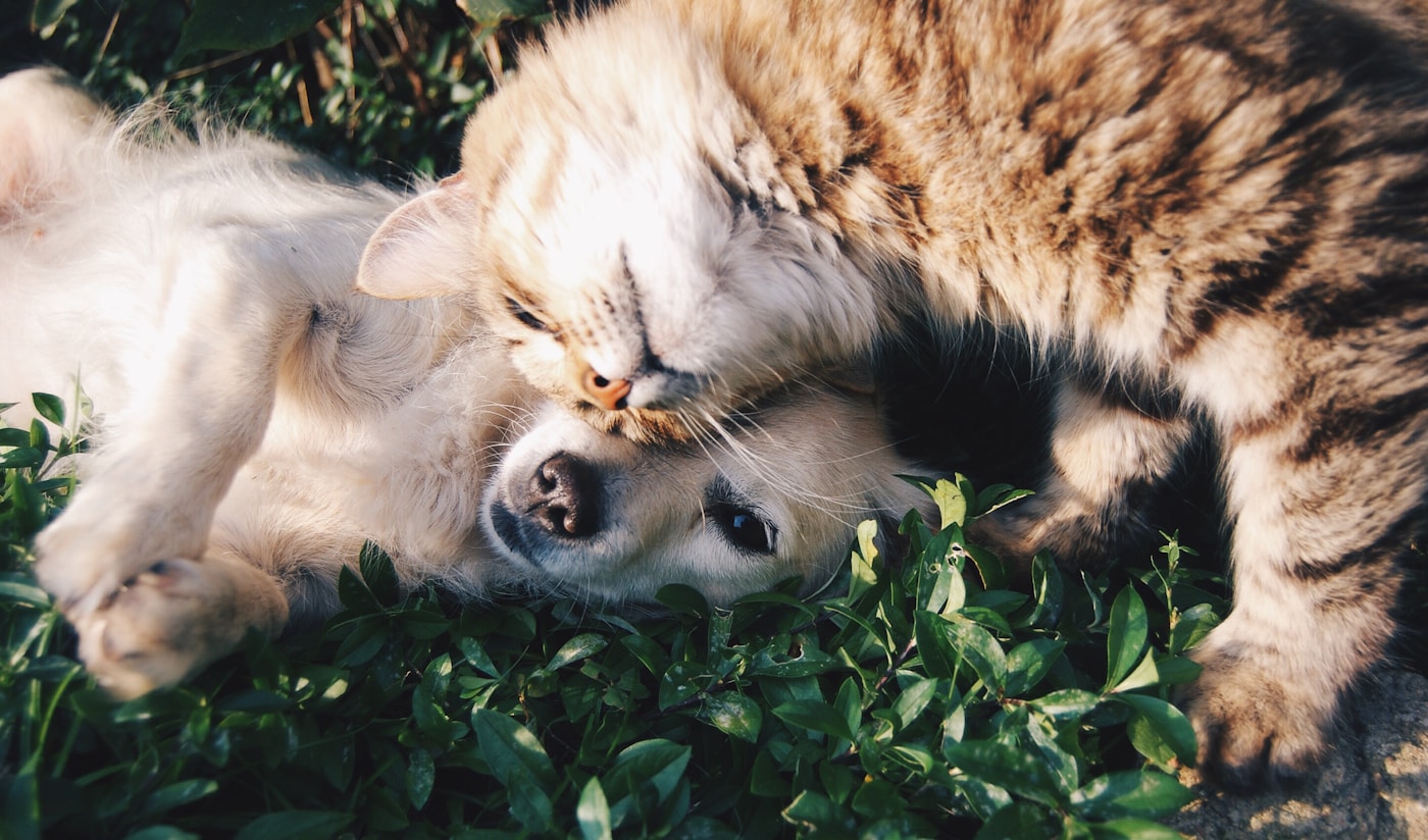 Veterinária ensinando estagiária