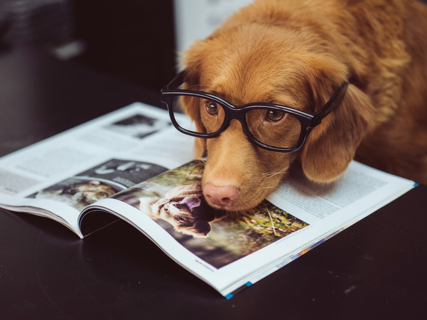 Estudante de medicina veterinária em prática
