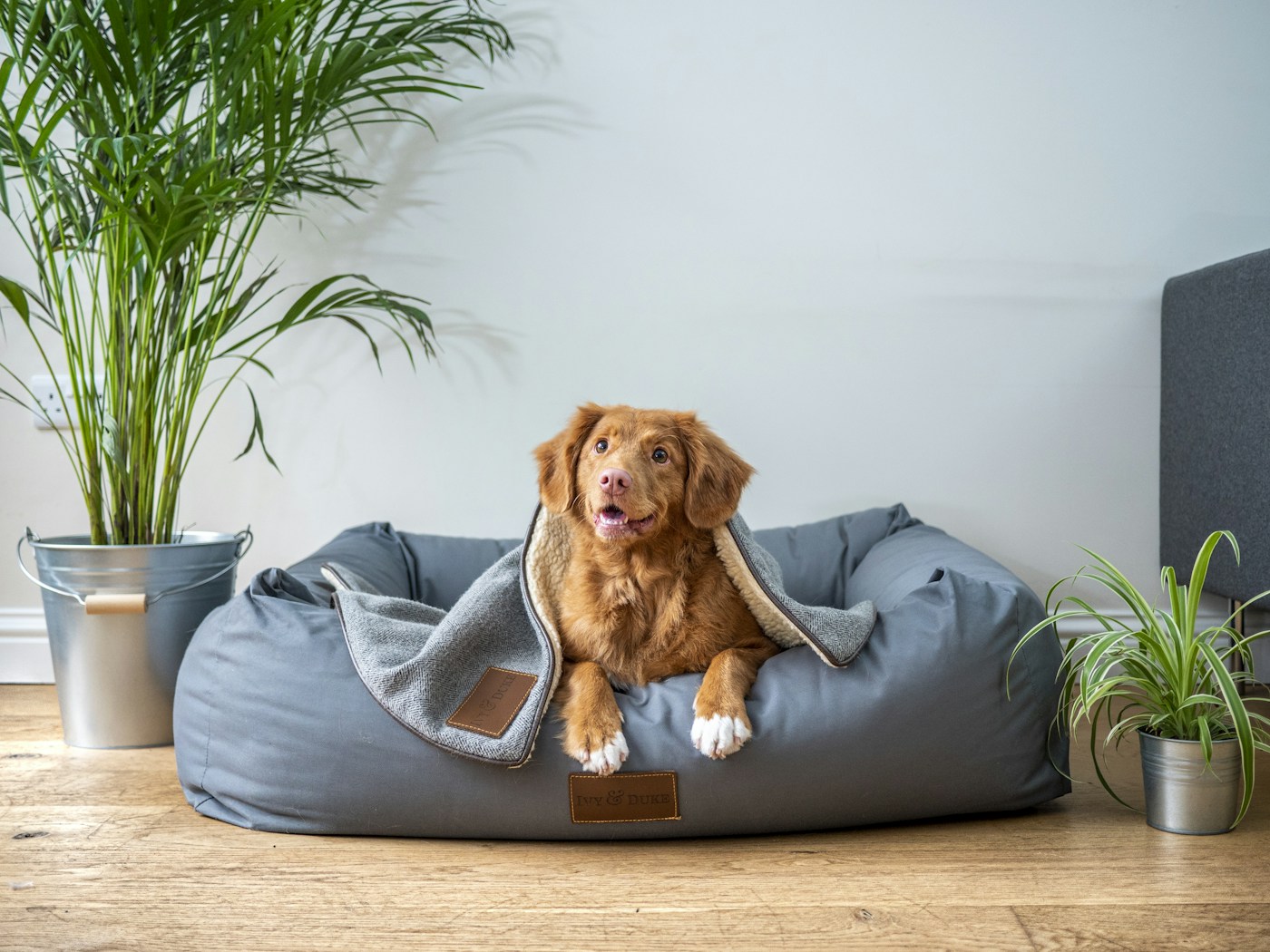 Médica veterinária em consulta