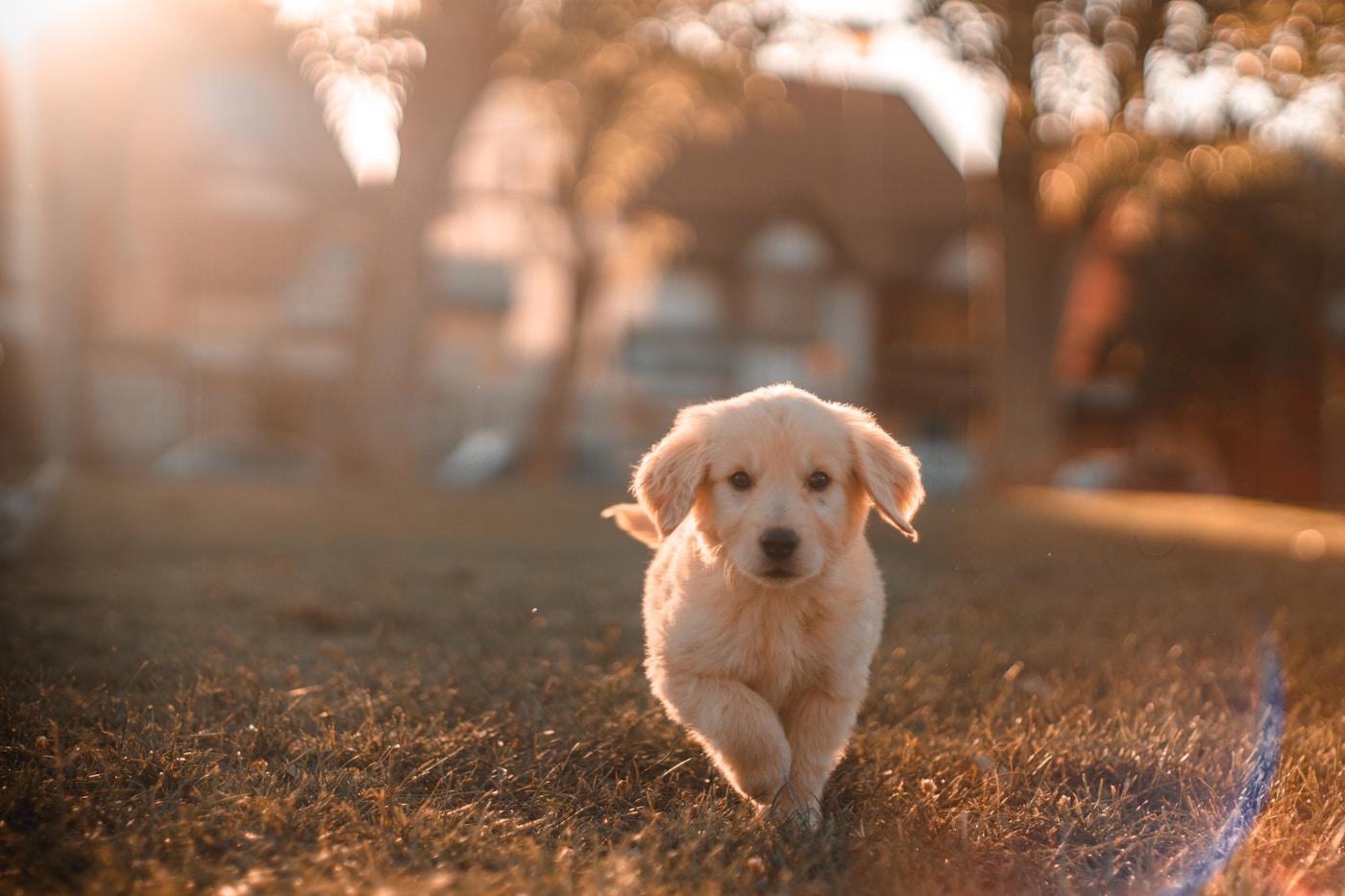 Veterinária cuidando de cachorro com afeto