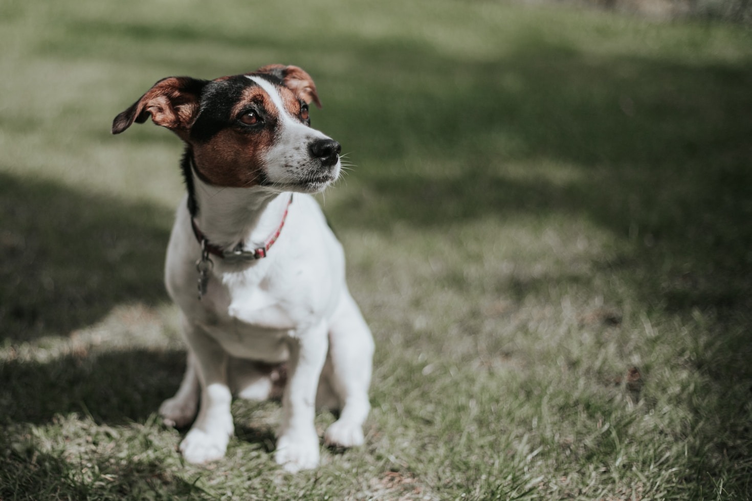 Por que Priorizar a Prática na Educação Veterinária?