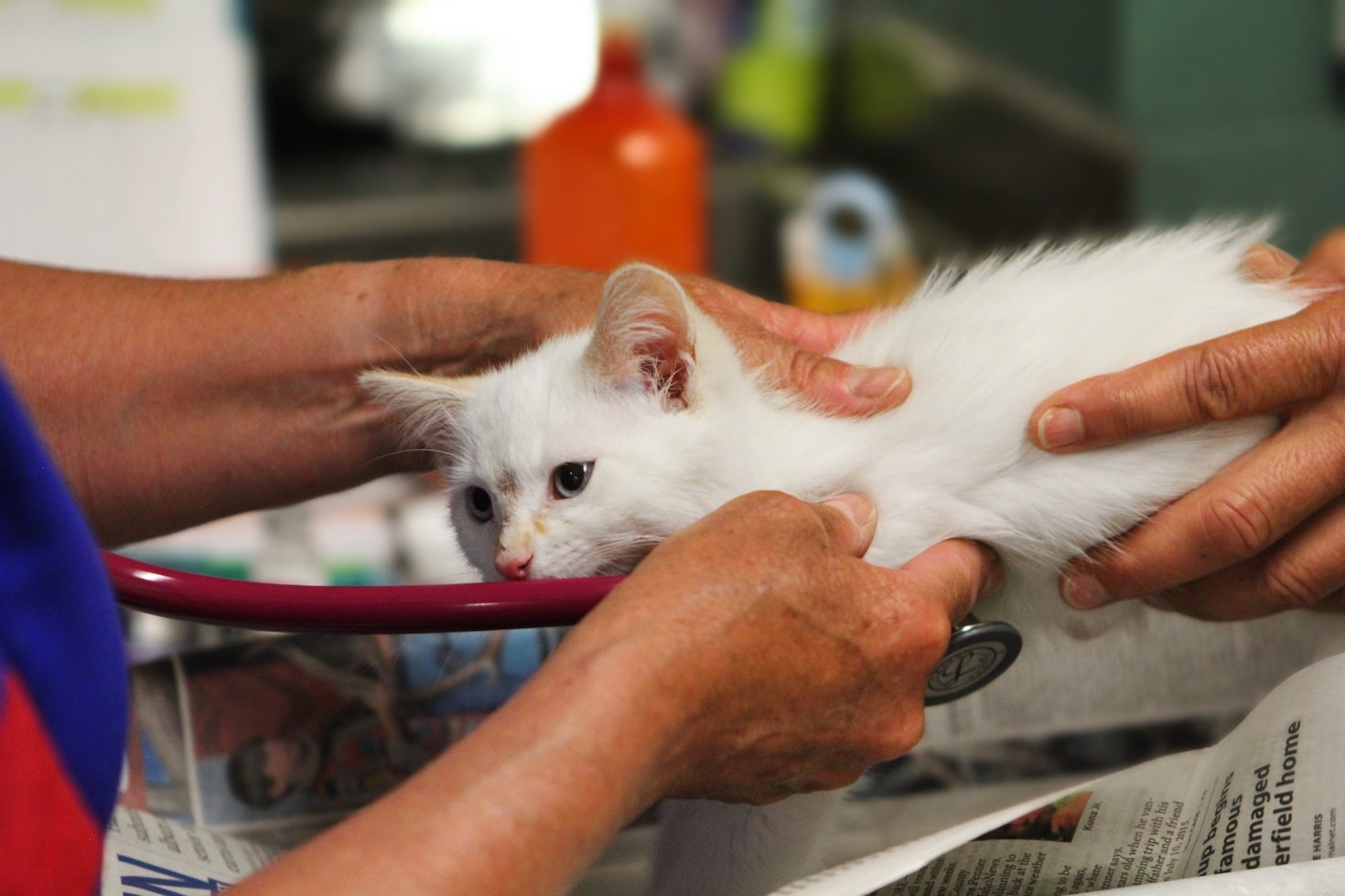 Os Benefícios dos Cursos Práticos para Veterinários