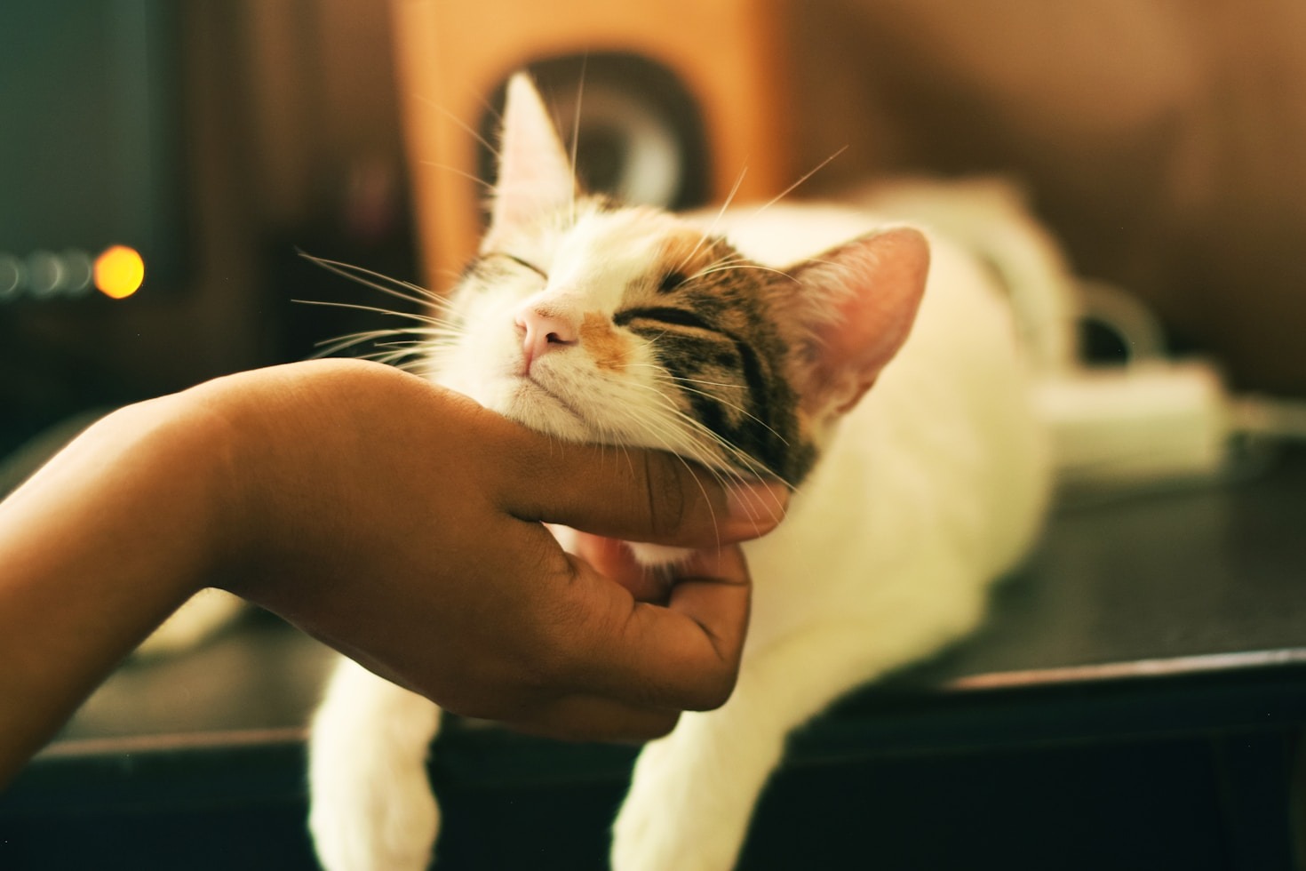 Como a Educação Aplicada Prepara Veterinários para o Futuro