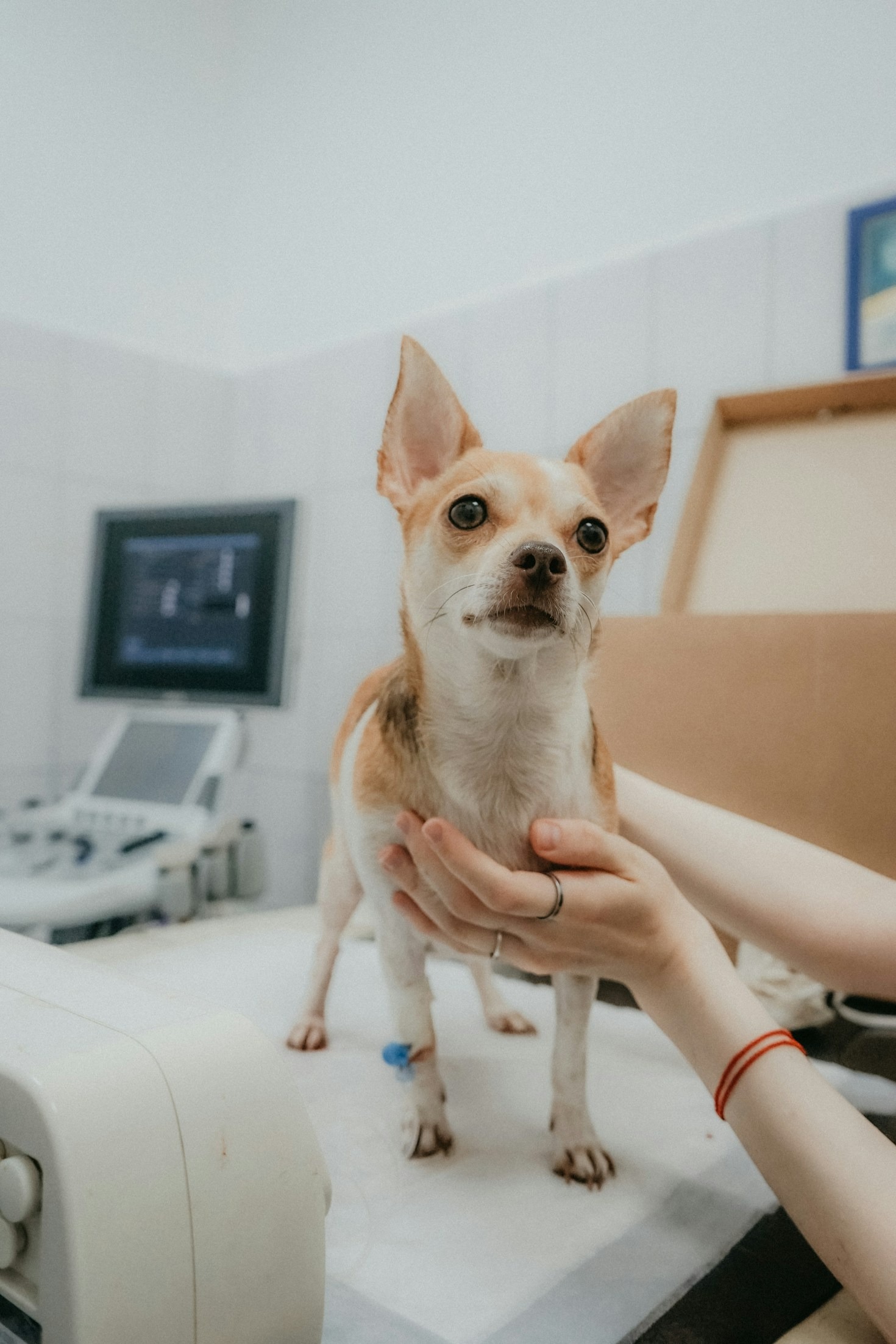 Dicas para Aproveitar ao Máximo um Curso Prático de Veterinária
